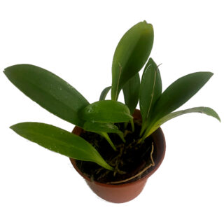 Pleurothallis fusca