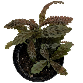 Nautilocalyx pemphidius