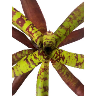 Neoregelia Guacamole