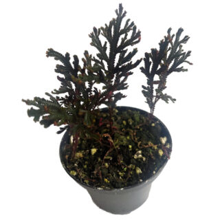 Selaginella erythropus