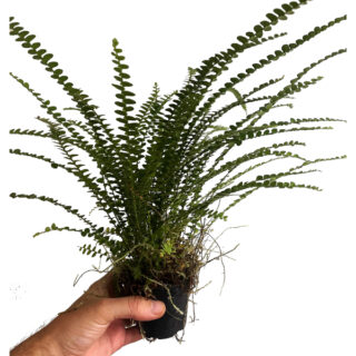 Nephrolepis Cordifolia Duffii - Large