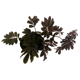 Solanum uleanum