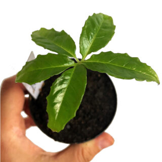 Amorphophallus hewittii Small