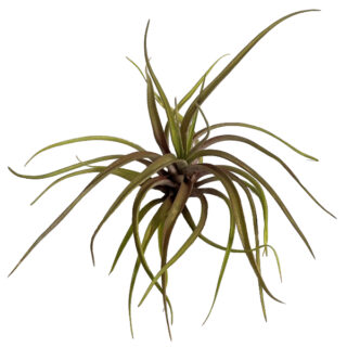 Tillandsia novakii