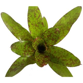 Neoregelia "Winnie the Pooh"