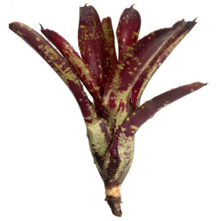 Neoregelia hybrid "Speckled"