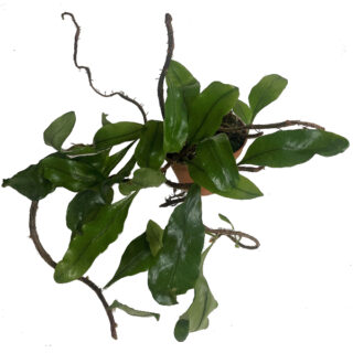 Microgramma nitida