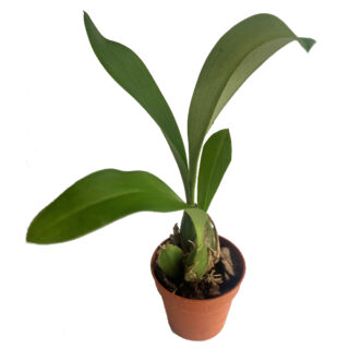 Rossioglossum insleayi