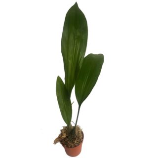 Stanhopea tigrina