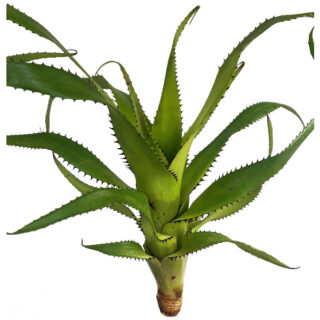 Aechmea triangularis