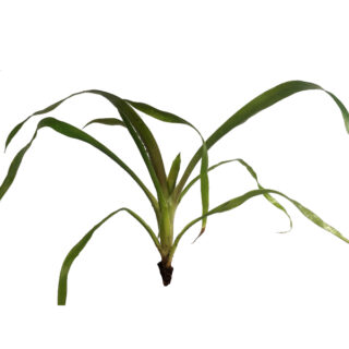 Aechmea filicaulis Small