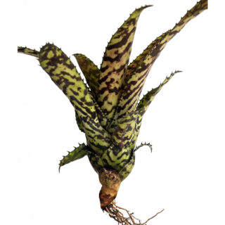 Aechmea orlandiana