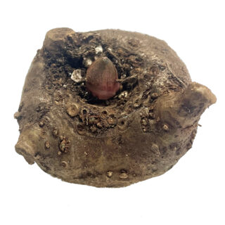 Amorphophallus Konjac - Knöl