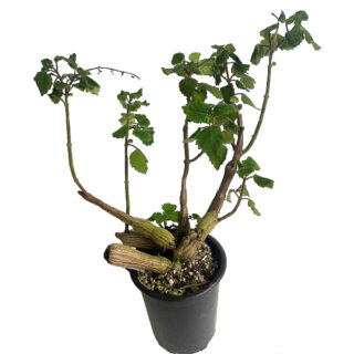 Plectranthus ernstii