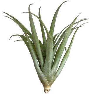 Tillandsia capitata var. peach