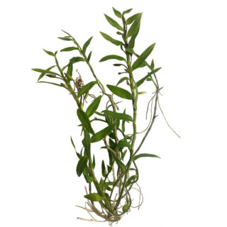 Coelogyne fimbriata - Large