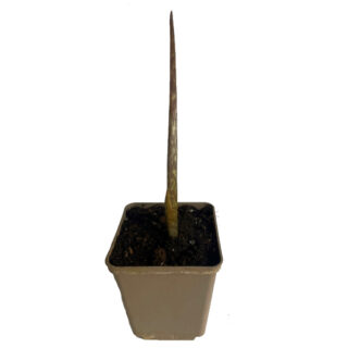 Sauromatum venosum (knöl)
