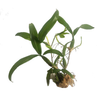 Dendrobium loddigesii - Large