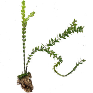 Lycopodium hamiltonii