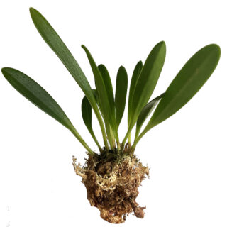 Masdevallia tovarensis