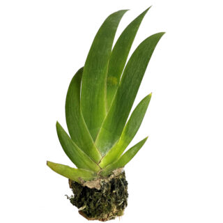 Maxillaria valenzuelana