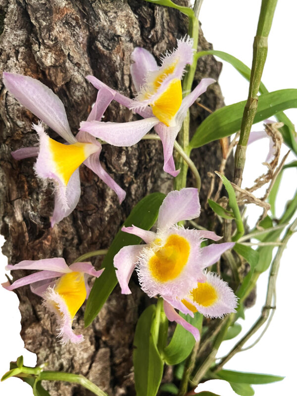 Coelogyne fimbriata - Large - Bild 3
