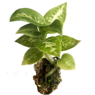 Goodyera daibuzanensis 