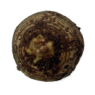 Sauromatum venosum (knöl)
