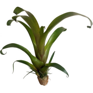Vriesea "High Yellow" SMALL