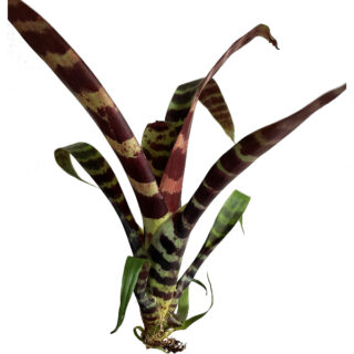 Vriesea splendens