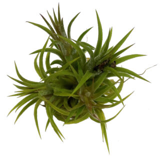 Tillandsia ionantha small clumb