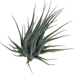 Tillandsia kautskyi Small