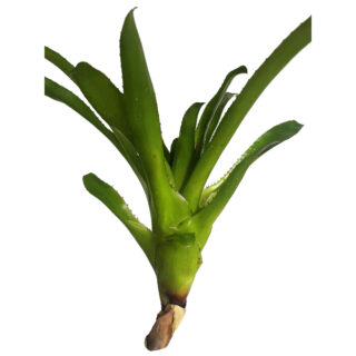 Portea nana - Small