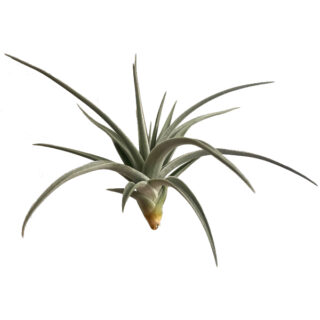 Tillandsia ixioides