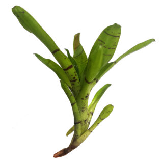 Neoregelia "Manier-Lapostollei"
