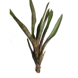 Neoregelia tristis