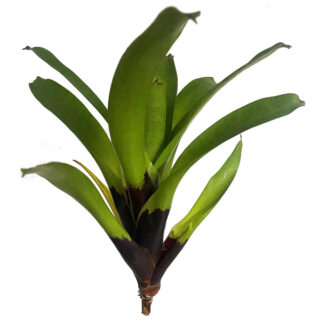 Vriesea vagans