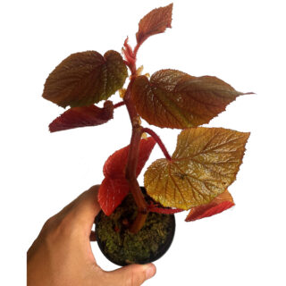 Begonia scabrida