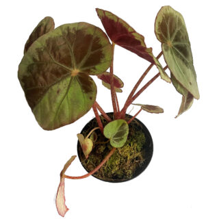 Begonia burkillii "Silver edge"