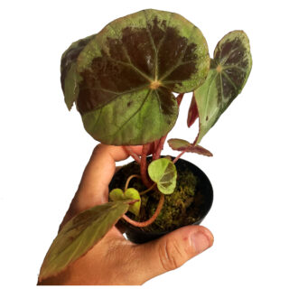 Begonia burkillii "Silver edge"