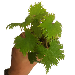 Begonia lyallii