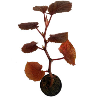 Begonia scabrida