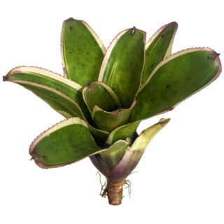 Neoregelia concentrica albomarginata