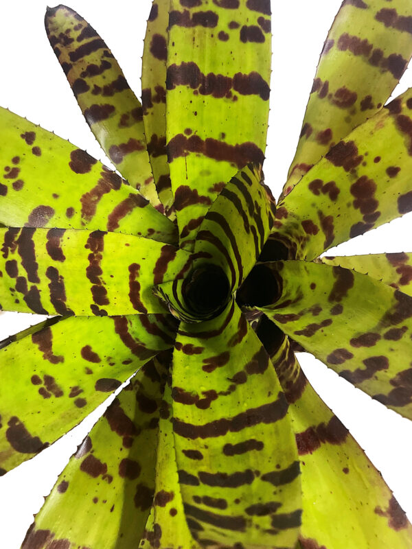 Neoregelia "Cat's Pajamas" - XXL - Bild 3