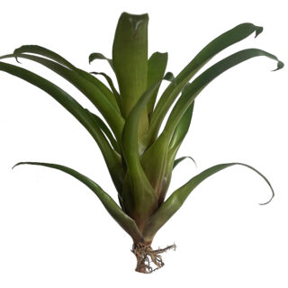 Vriesea "High Yellow"