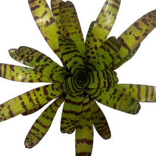Neoregelia "Cat's Pajamas" - XXL
