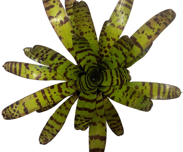 Neoregelia "Cat's Pajamas" - XXL