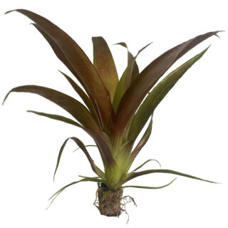 Guzmania hybride small