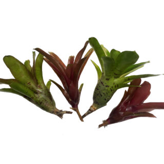 Bromeliapaket 2
