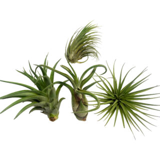 Luftplantor - Paket